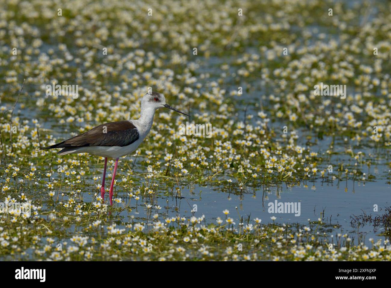 Pala alata nera (Himanthopus himanthopus) in acqua con fiori di ranunculus aquatilis (Ranunculus aquatilis), palude Vendeen, Francia, aprile Foto Stock