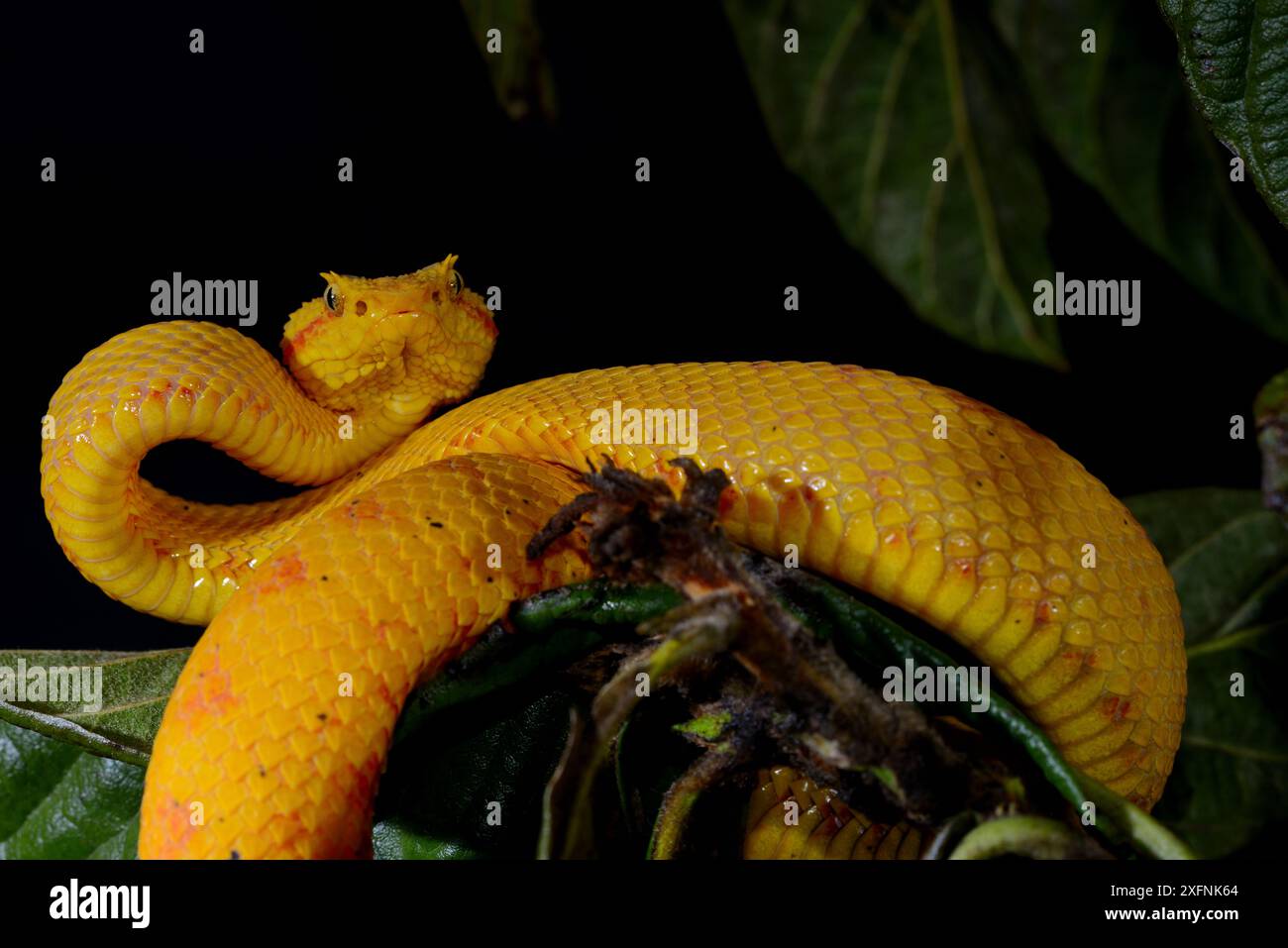 Eyelash Pit viper (Bothriechis schlegelii) prigioniero, proviene dal Belize in Perù. Foto Stock