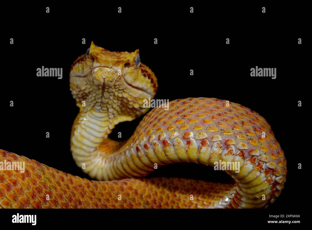 Eyelash Pit viper (Bothriechis schlegelii) prigioniero, proviene dal Belize in Perù. Foto Stock