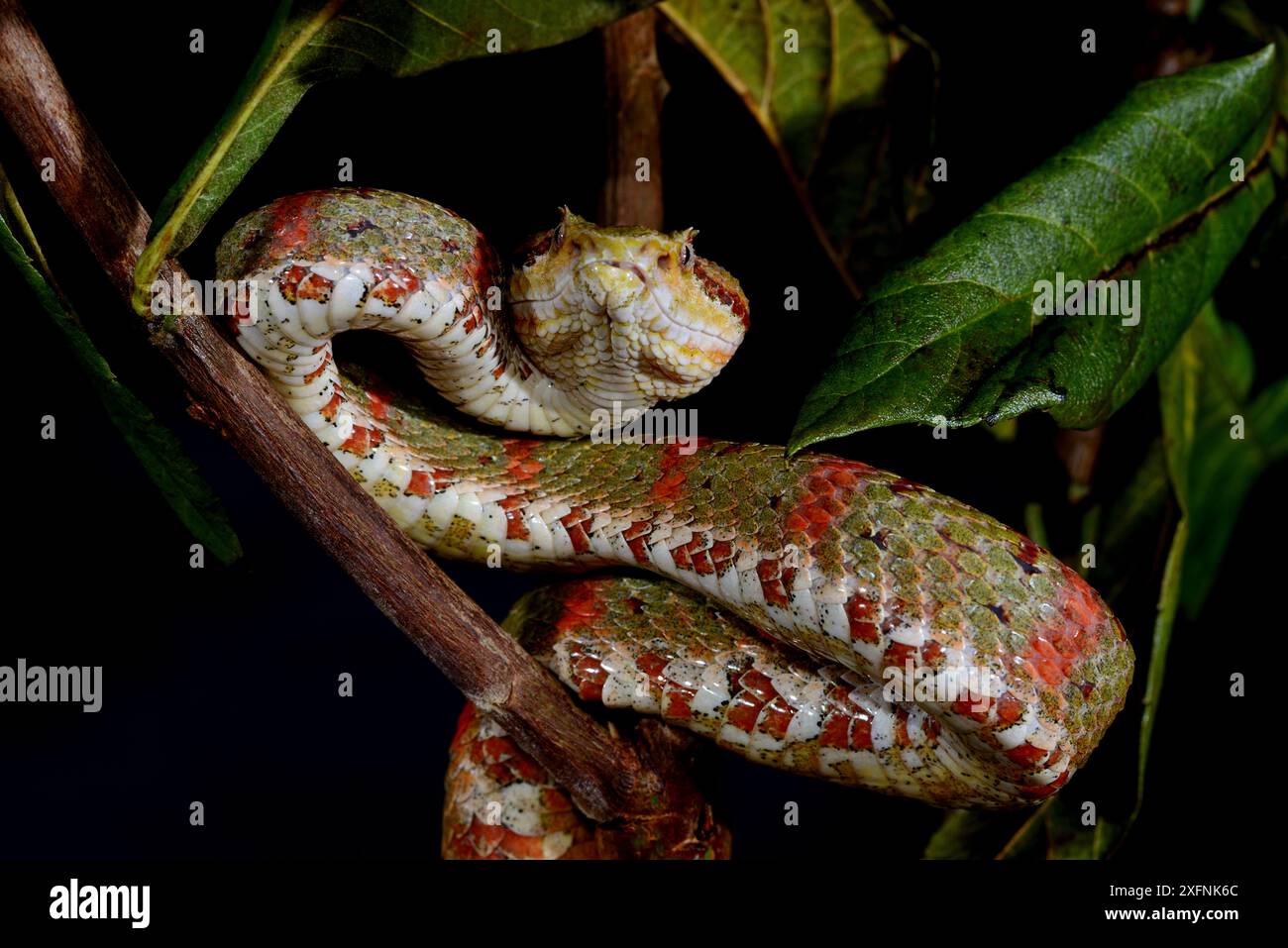 Eyelash Pit viper (Bothriechis schlegelii) prigioniero, proviene dal Belize in Perù. Foto Stock