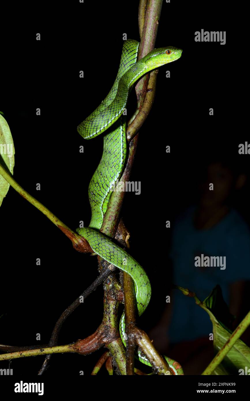 Sabah Pit viper (Trimeresurus sabahi) isola di Siberut. Sumatra occidentale Foto Stock