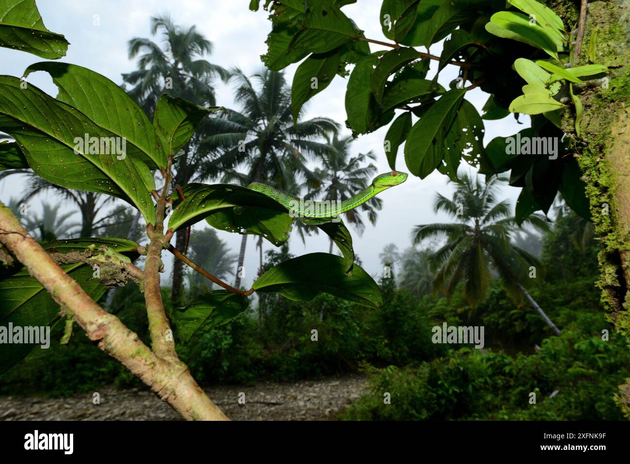 Sabah Pit viper (Trimeresurus sabahi) in Tree, isola di Siberut. Sumatra occidentale Foto Stock