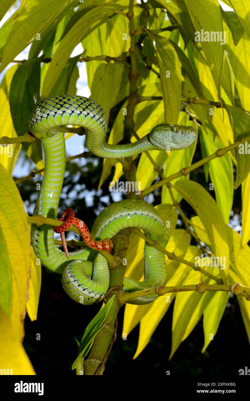 Hagen's pit viper (Trimeresurus hageni) nella struttura ad albero, Sumatra. Foto Stock