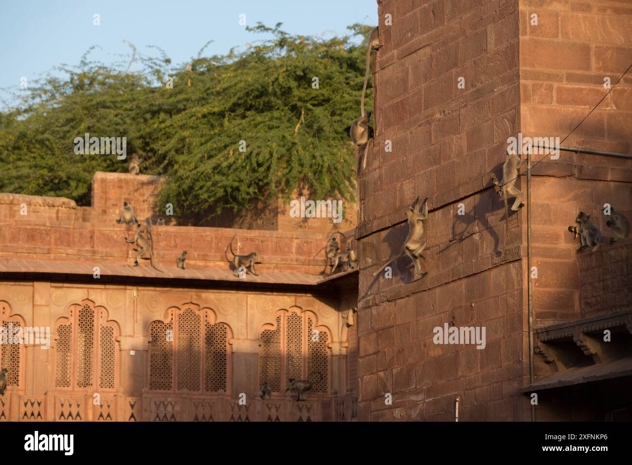 Hanuman Langurs (Semnopithecus entellus) sulle pareti, Mandore Garden, Jodhpur, India. Marzo 2015 Foto Stock