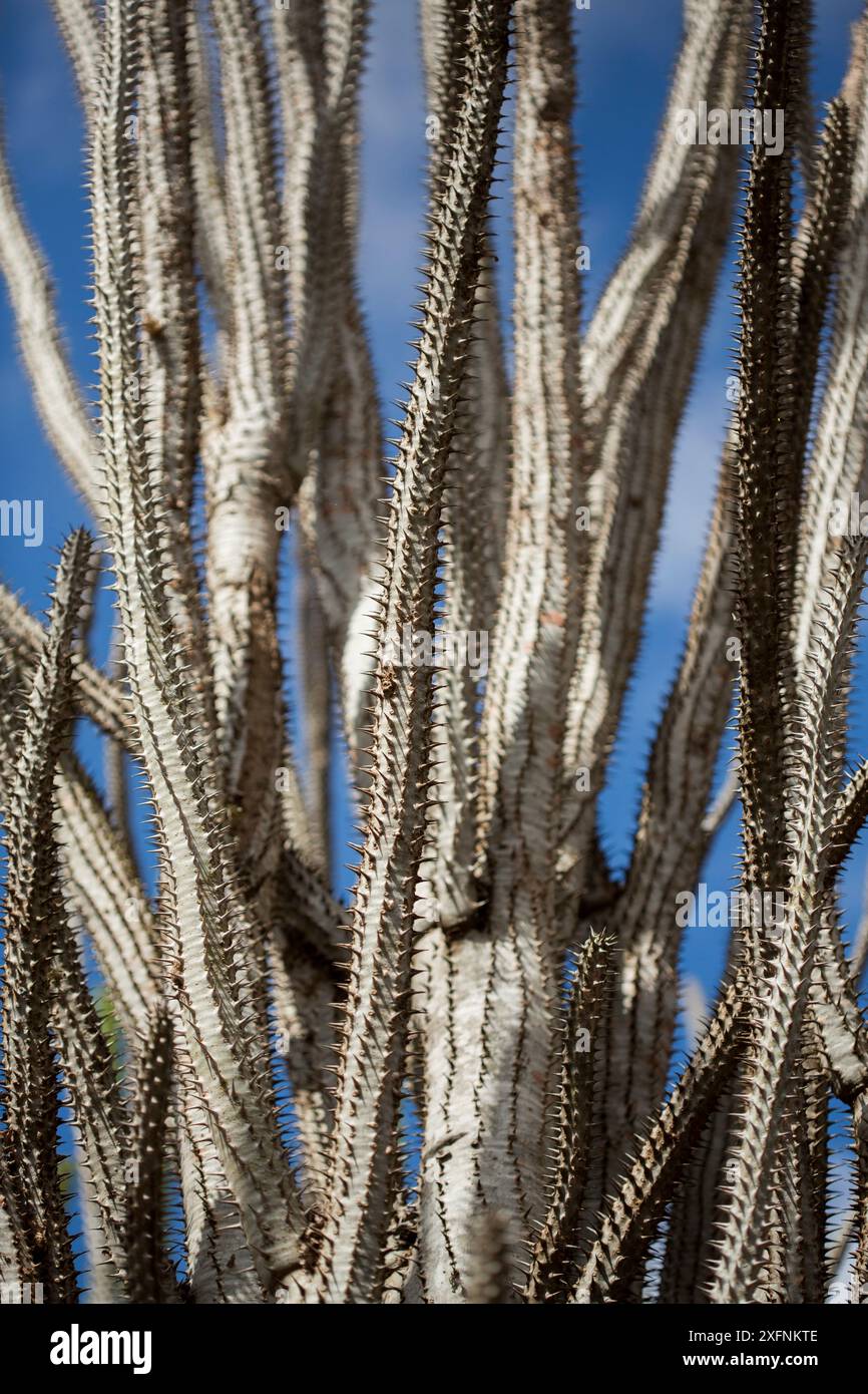 Polpo (Didiera madagascariensis), Foresta Spinosa, Berenty, Madagascar Foto Stock