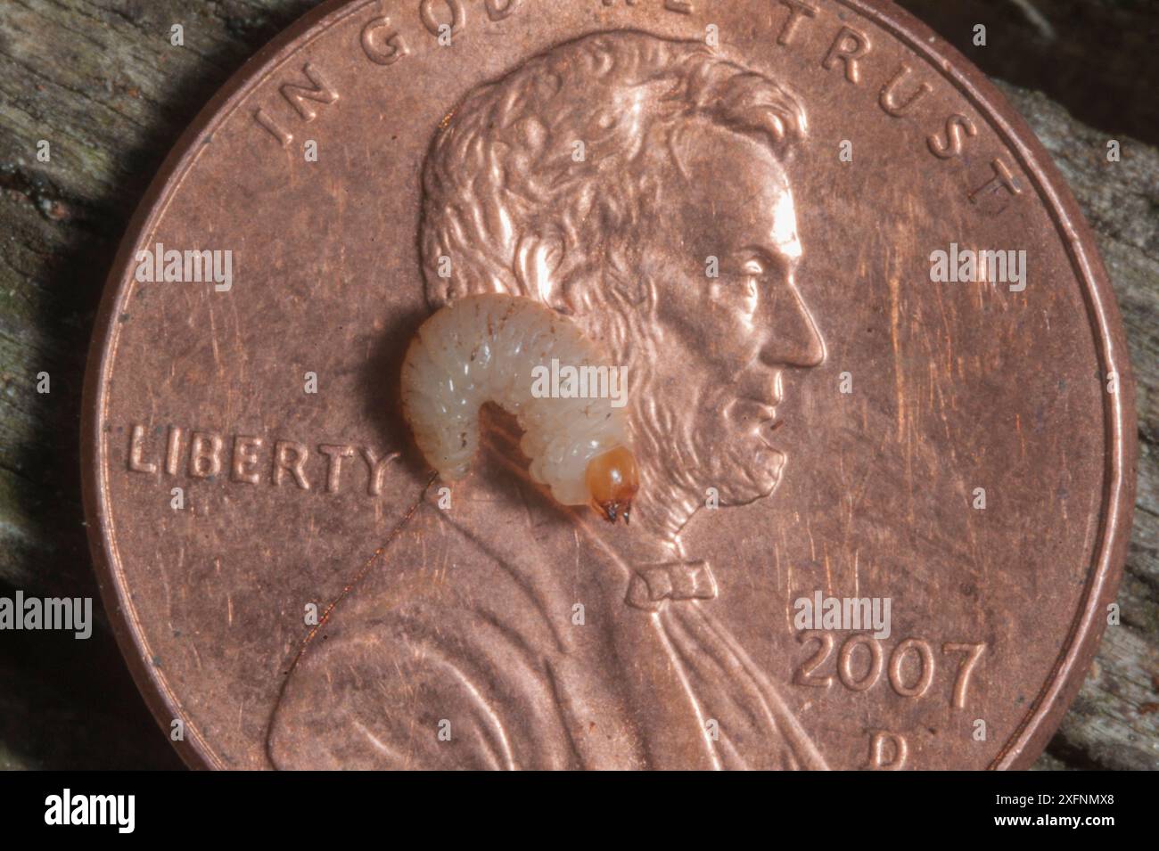 Larva di scarabeo di pino di montagna (Dendroctonus ponderosae) sulla moneta americana per scala. Wyoming, Stati Uniti, agosto. L'attuale epidemia di scarabei di pino di montagna è stata particolarmente aggressiva. Ciò è dovuto ai cambiamenti climatici, alla piantagione di alberi in monocoltura e alla soppressione degli incendi. Foto Stock