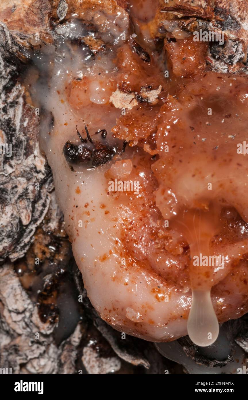 Lo scarabeo di pino di Dead Mountain (Dendroctonus ponderosae) è "tirato fuori" da pino/resina nella pineta di Lodgepole, Grand Teton National Park, Wyoming, Stati Uniti. Agosto. L'attuale epidemia di scarabei di pino di montagna è stata particolarmente aggressiva. Ciò è dovuto ai cambiamenti climatici, alla piantagione di alberi in monocoltura e alla soppressione degli incendi. Foto Stock