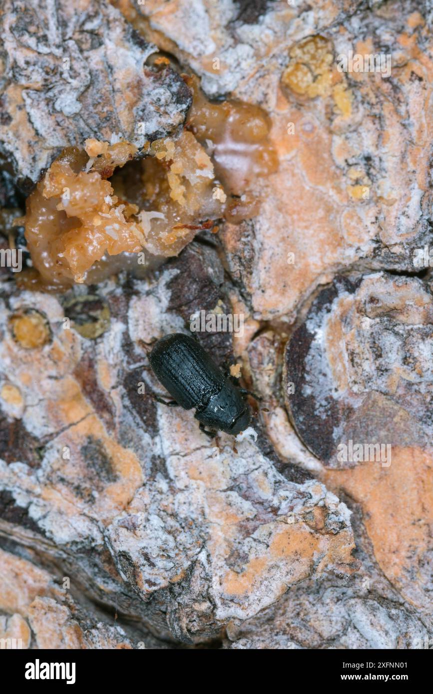 Scarabeo di pino di montagna (Dendroctonus ponderosae) foro di ingresso nel Lodgepole Pine Tree with sap / pitch tube, USA, agosto. L'attuale epidemia di scarabei di pino di montagna è stata particolarmente aggressiva. Ciò è dovuto ai cambiamenti climatici, alla piantagione di alberi in monocoltura e alla soppressione degli incendi. Foto Stock