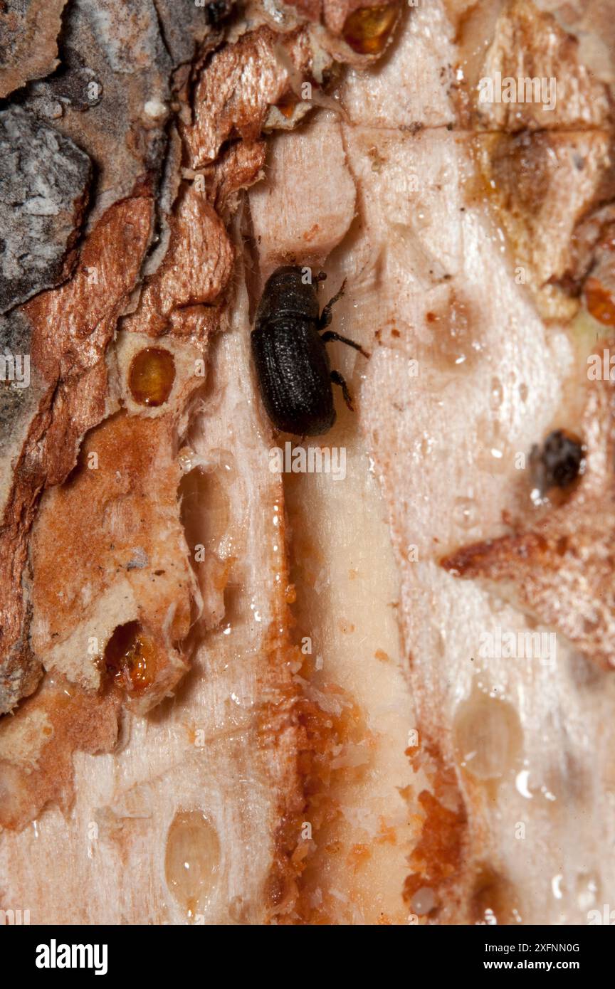 Scarabeo di pino di montagna (Dendroctonus ponderosae) a Lodgepole Pine, Grand Teton National Park, Wyoming, USA, agosto. L'attuale epidemia di scarabei di pino di montagna è stata particolarmente aggressiva. Ciò è dovuto ai cambiamenti climatici, alla piantagione di alberi in monocoltura e alla soppressione degli incendi. Foto Stock