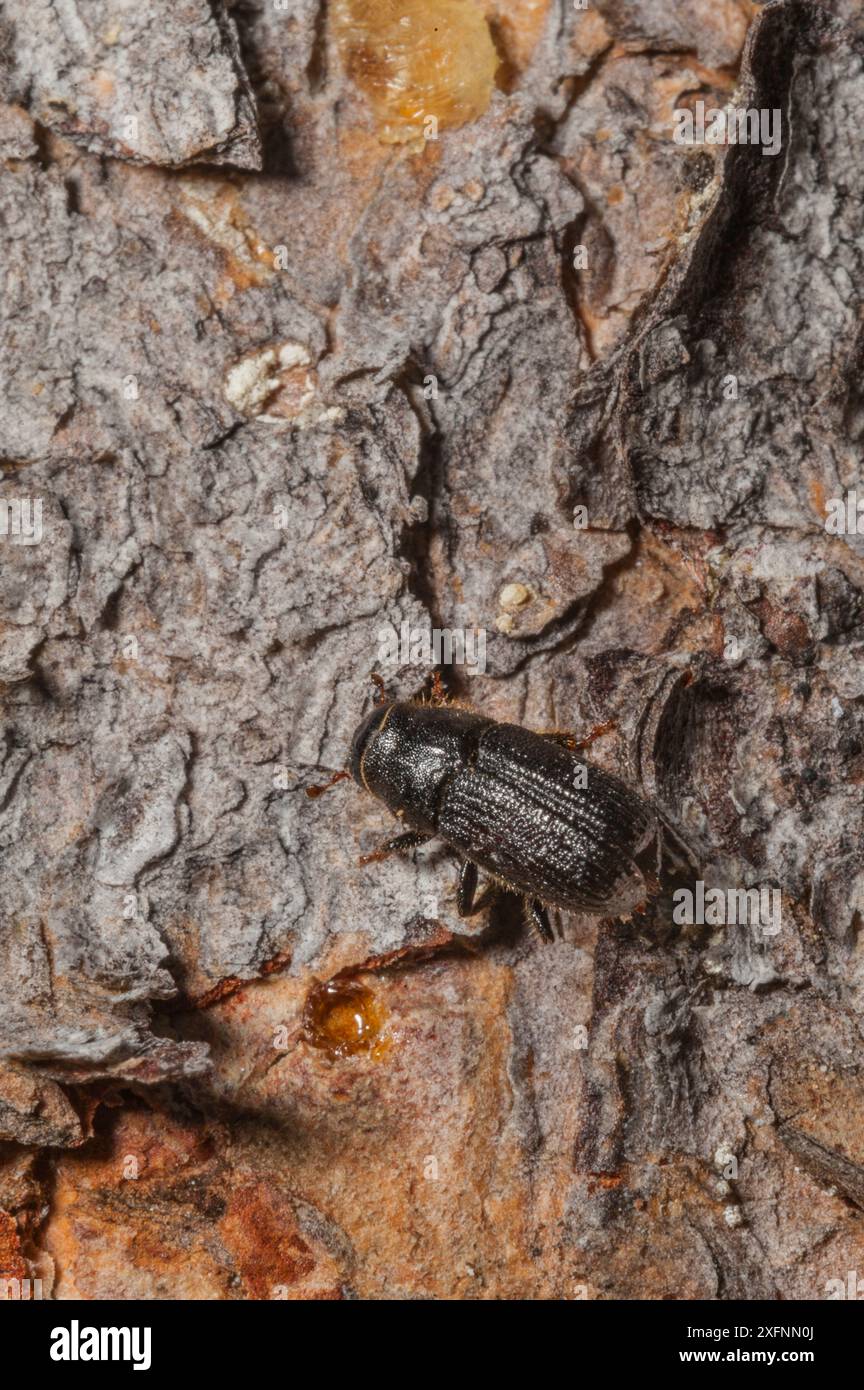 Scarabeo di pino di montagna ( Dendroctonus ponderosae) cercando di entrare in Lodgepole Pine Tree, Grand Teton National Park, Wyoming, USA, agosto. L'attuale epidemia di scarabei di pino di montagna è stata particolarmente aggressiva. Ciò è dovuto ai cambiamenti climatici, alla piantagione di alberi in monocoltura e alla soppressione degli incendi. Foto Stock