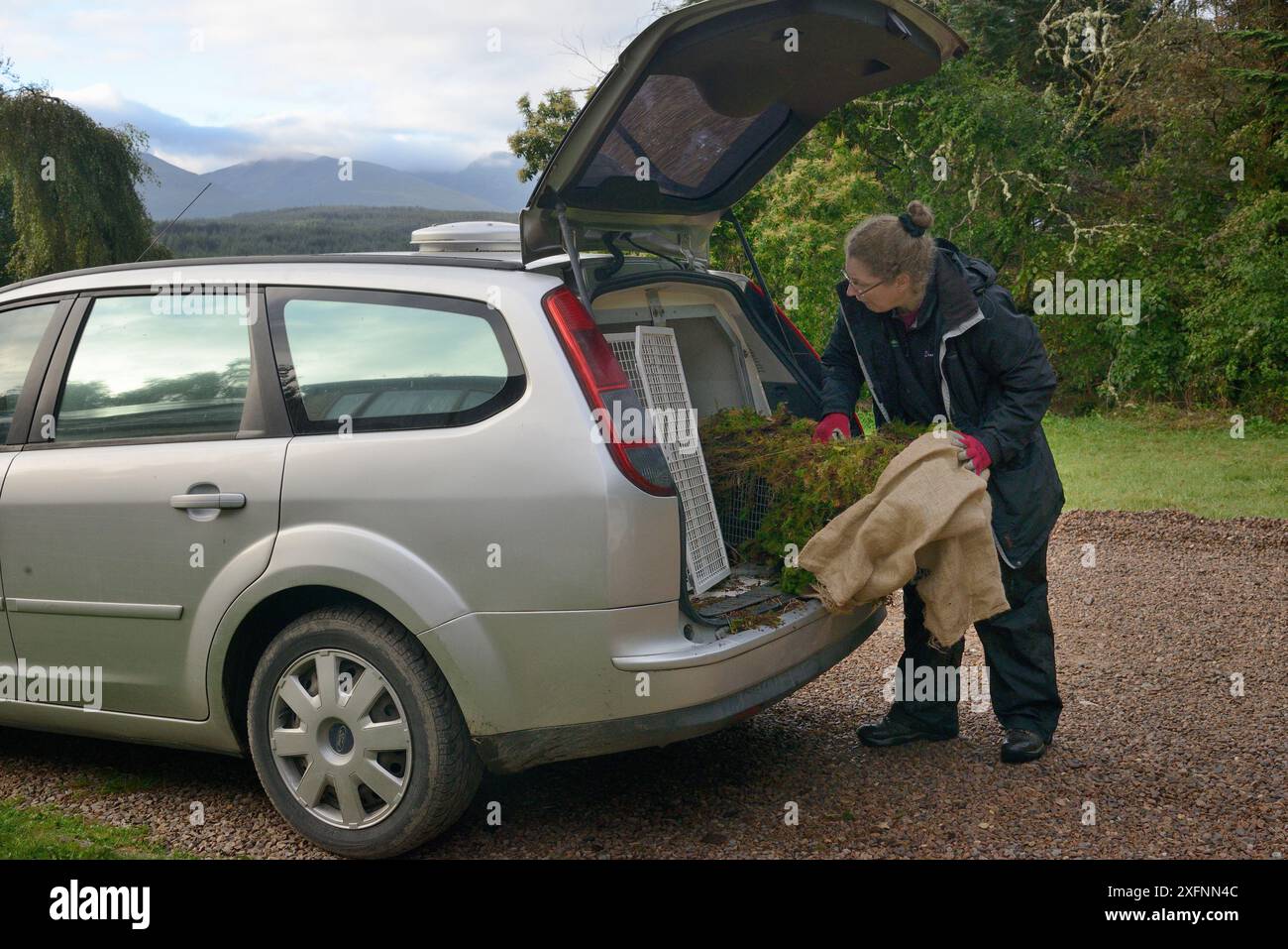 La dottoressa Jenny Macpherson prende una trappola viva contenente un Pine Marten (Martes martes) catturato nel bosco scozzese da un veicolo di trasporto a una clinica di veterinaria mobile per l'installazione di un radiocollare, per un progetto di reintroduzione nel Galles gestito dal Vincent Wildlife Trust, regione delle Highland, Scozia, settembre 2016. Modello rilasciato. Foto Stock