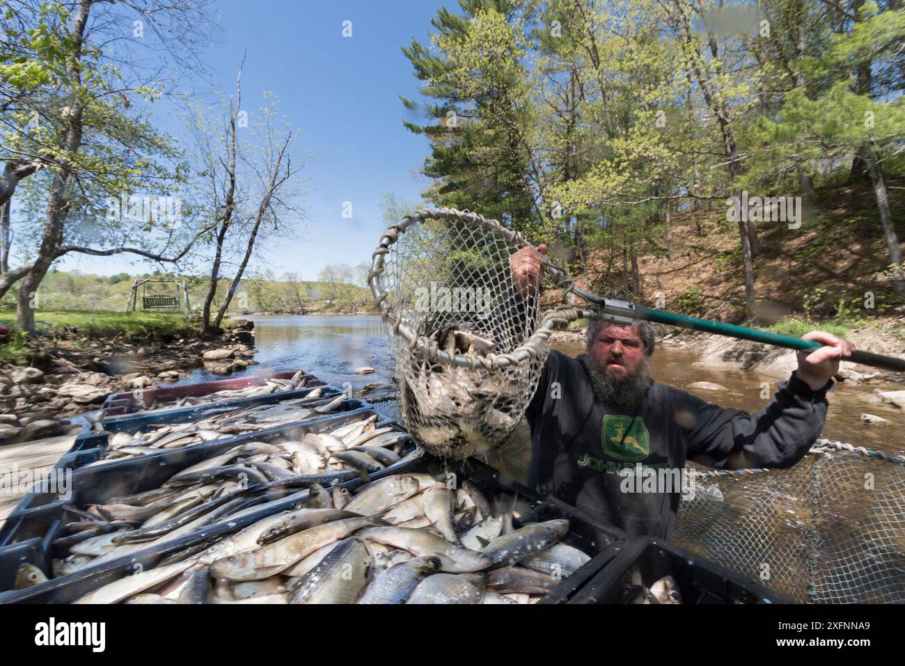 Uomo che cattura Alewives (Alosa pseudoharengus) con una rete a cerchio durante la raccolta annuale di primavera, Dresda, Maine, Stati Uniti. Maggio. Modello rilasciato. Foto Stock