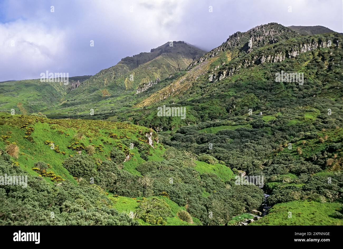 Isola di Gough, paesaggio vulcanico, altopiano pianeggiante con felce di palma (Blechnum palmiforme) Isola di Gough, Gough e Isole inaccessibili, Patrimonio dell'Umanità dell'UNESCO, Atlantico meridionale. Foto Stock