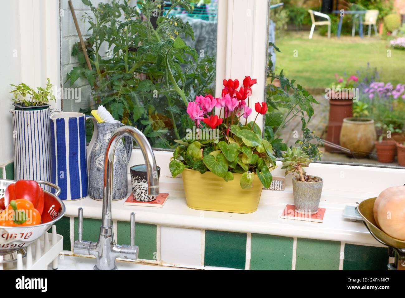 Finestra della cucina con vista sulle piante di pomodoro che crescono in un giardino di casa, la camera è luminosa e luminosa con ornamenti accanto alla finestra Foto Stock