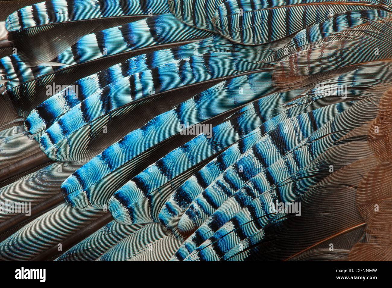 Primo piano di un'ala di Jay (Garrulus glandarius), che mostra piume nascoste blu. Foto Stock