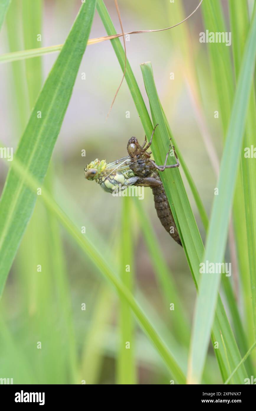 Hawker libellula (Aeshna sp) che emerge dal caso larvale. Surrey, Regno Unito. Sequenza 2 del 5 giugno Foto Stock