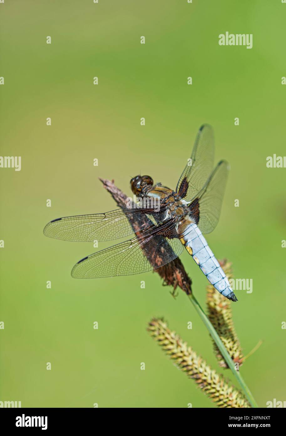 Uomo corposo (Libellula depressa). Surrey, Regno Unito Foto Stock