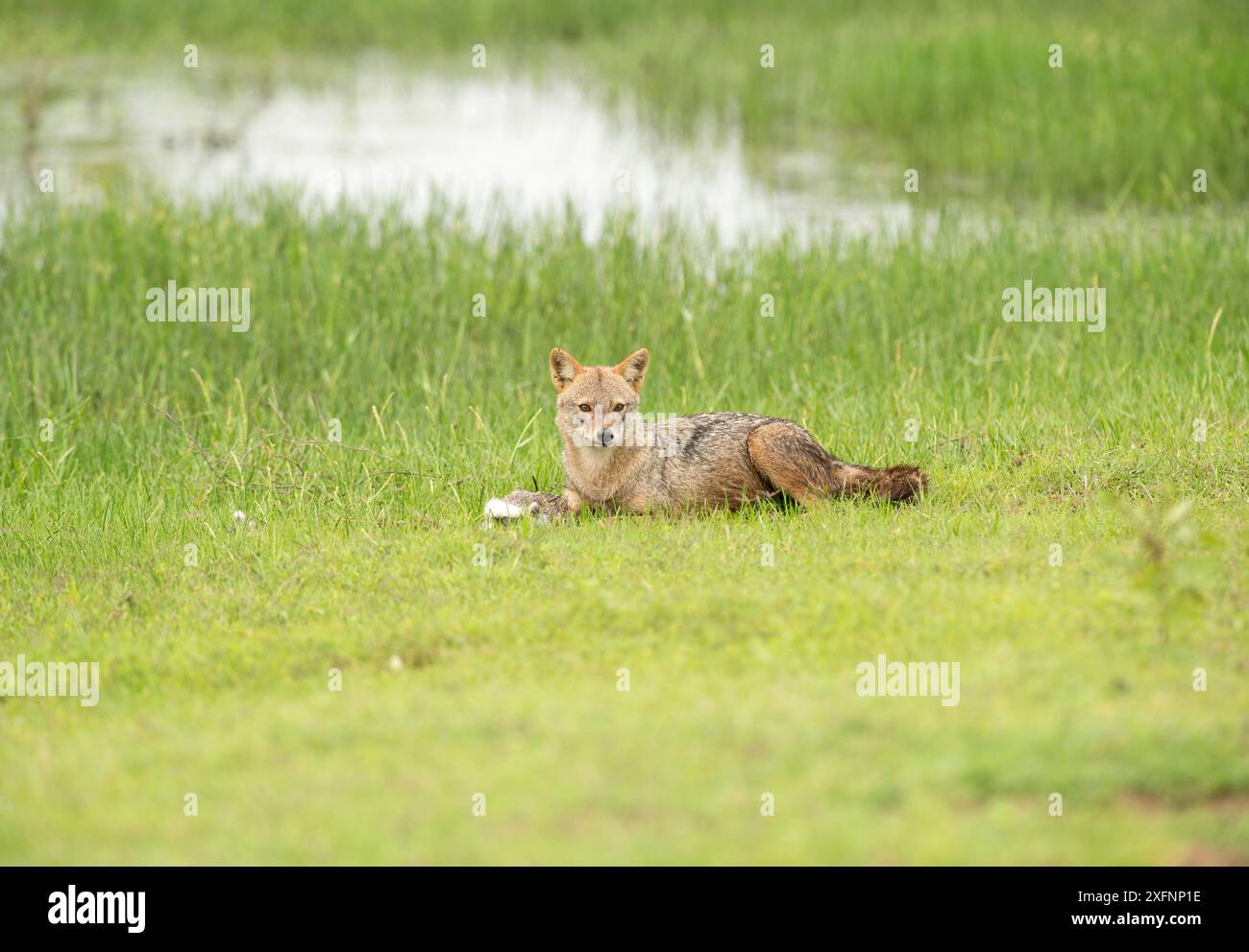 Lo sciacallo d'oro (Canis aureus) con lepre nera (Lepus nigricollis) Kill, Parco Nazionale di Yala, Sri Lanka. Foto Stock