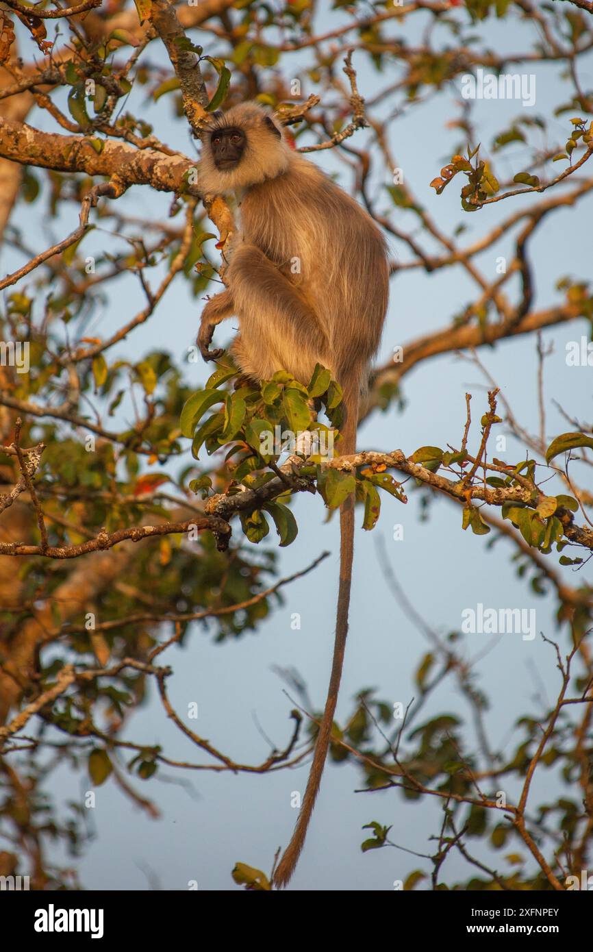 Langur grigio tufted (Semnopithecus priam) riserva della biosfera di Nilgiri, Karnataka, India. Foto Stock