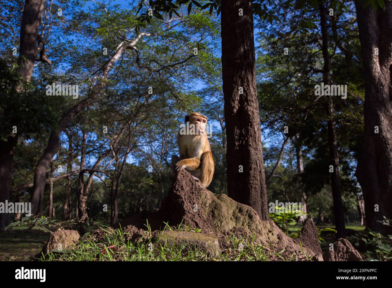 Toque macaque (Macaca sinica sinica) maschio seduto su un tumulo di termite. Polonnaruwa, Sri Lanka febbraio. Foto Stock