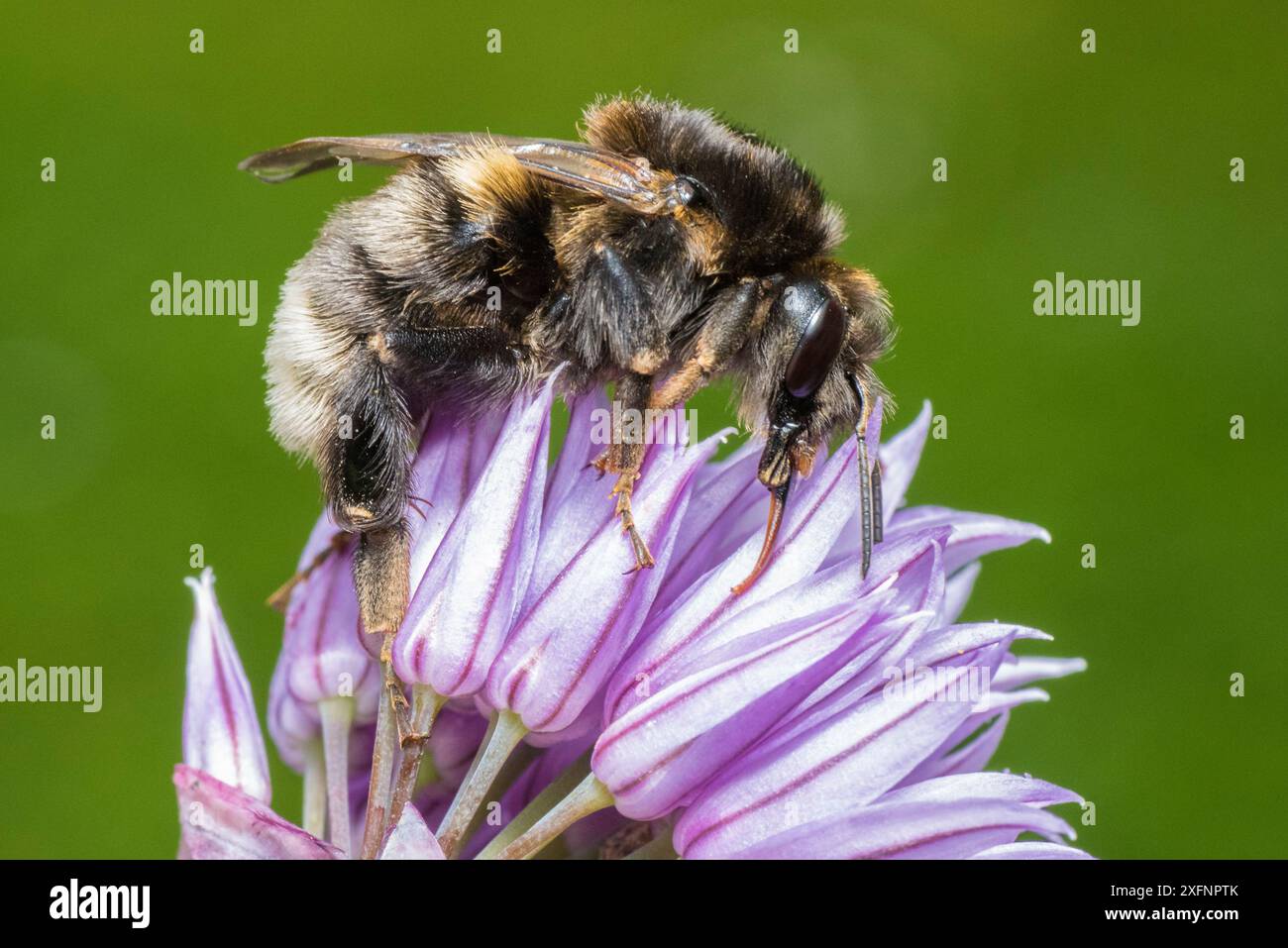 Tree bumblebee (Bombus hypnorum) forma scura, che si nutre di erba cipollina (Allium schoenoprasum) Monmouthshire, Galles Regno Unito, giugno. Foto Stock