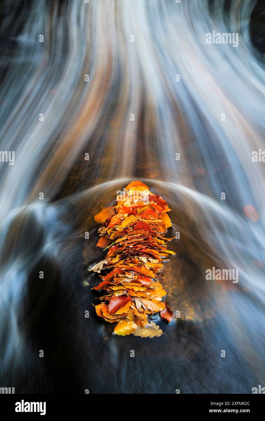 Un mucchio di foglie di faggio autunnali catturate dietro una roccia in un torrente di montagna la Helle, Ardennes, Belgio. Foto Stock