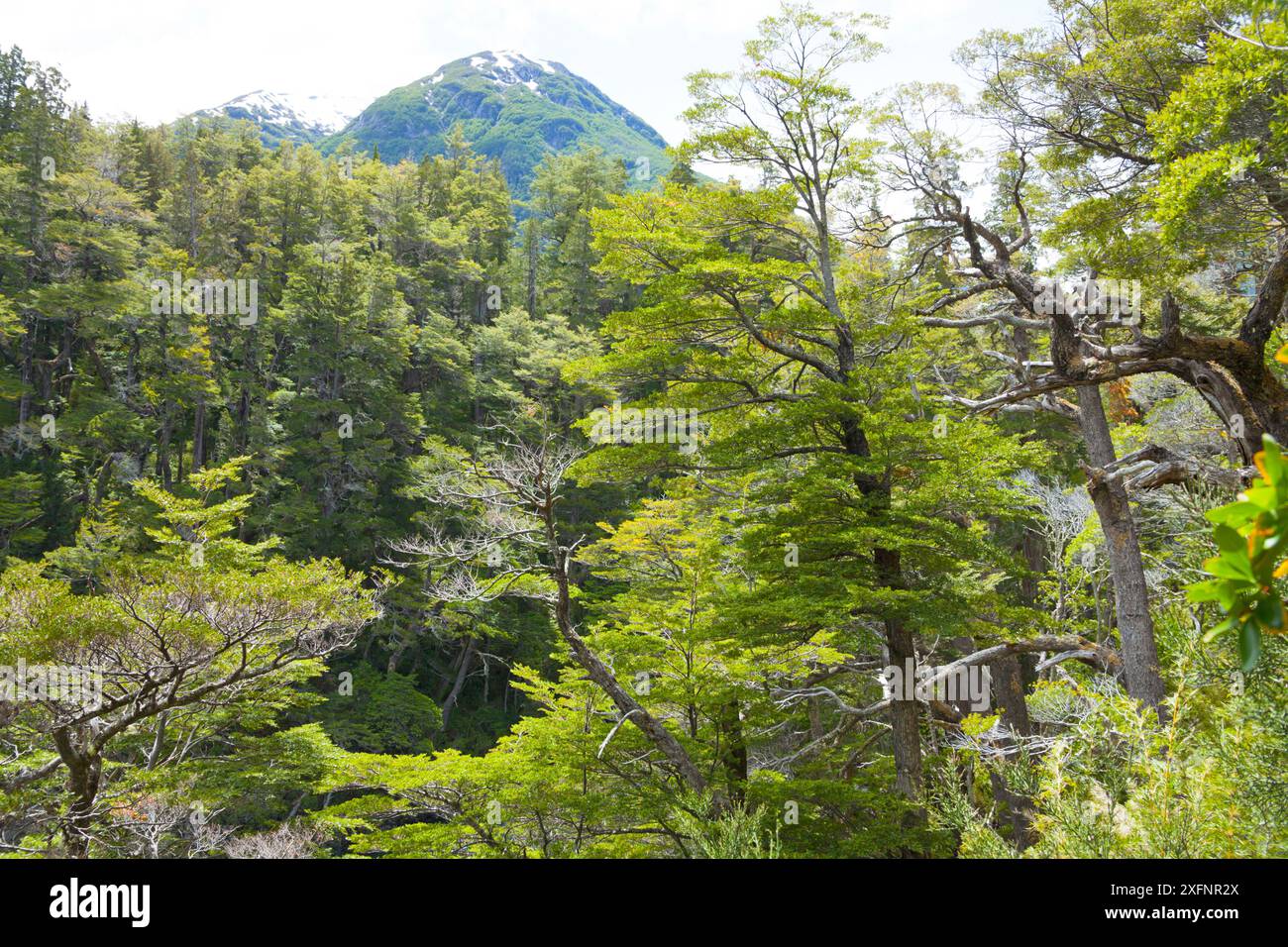 Foresta temperata, parco nazionale Los Alerces, patrimonio dell'umanità dell'UNESCO, Argentina. Foto Stock