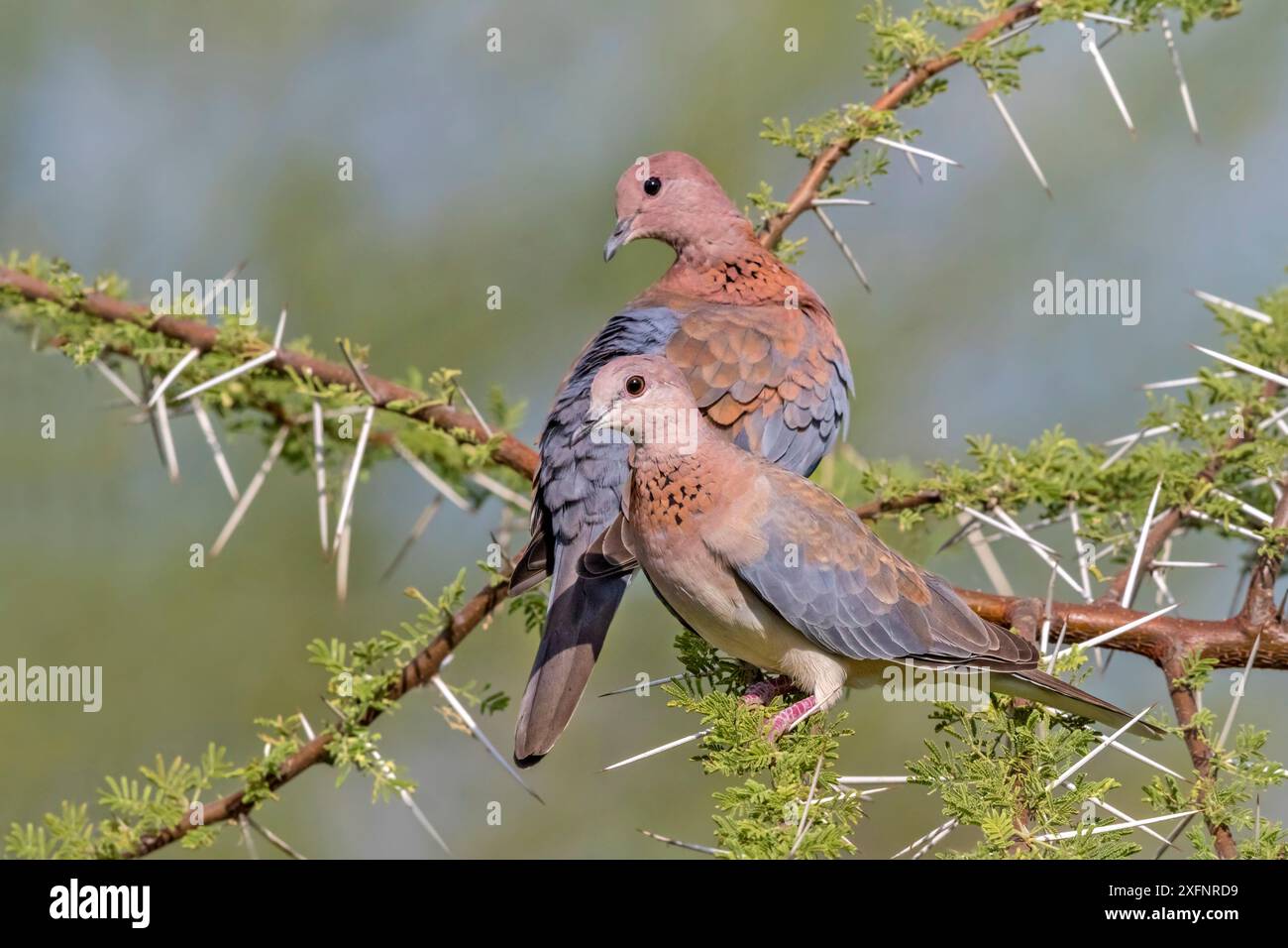 Dove ridendo (Streptopelia senegalensis) maschio e femmina, arroccato tra spine di Acacia. Lago Baringo, Kenya Foto Stock