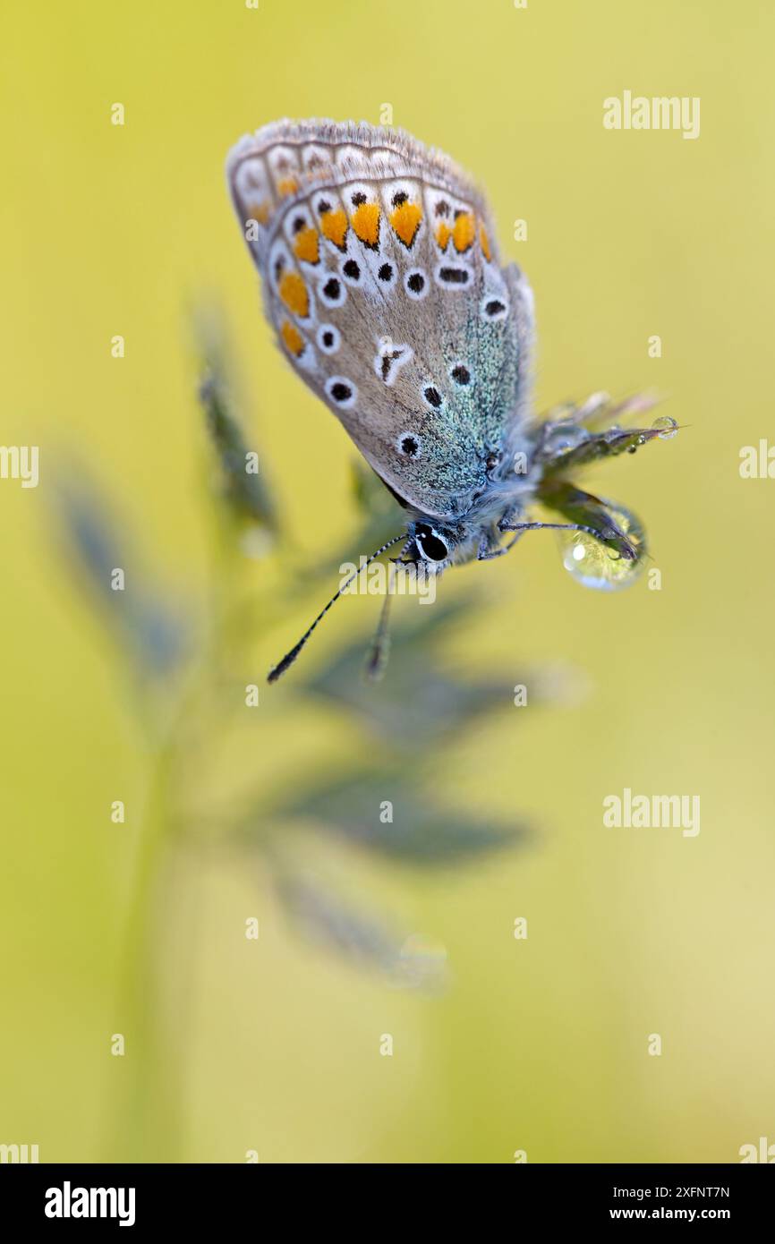 Farfalla Brown argus (Aricia agestis), Herault, Francia, maggio. Foto Stock