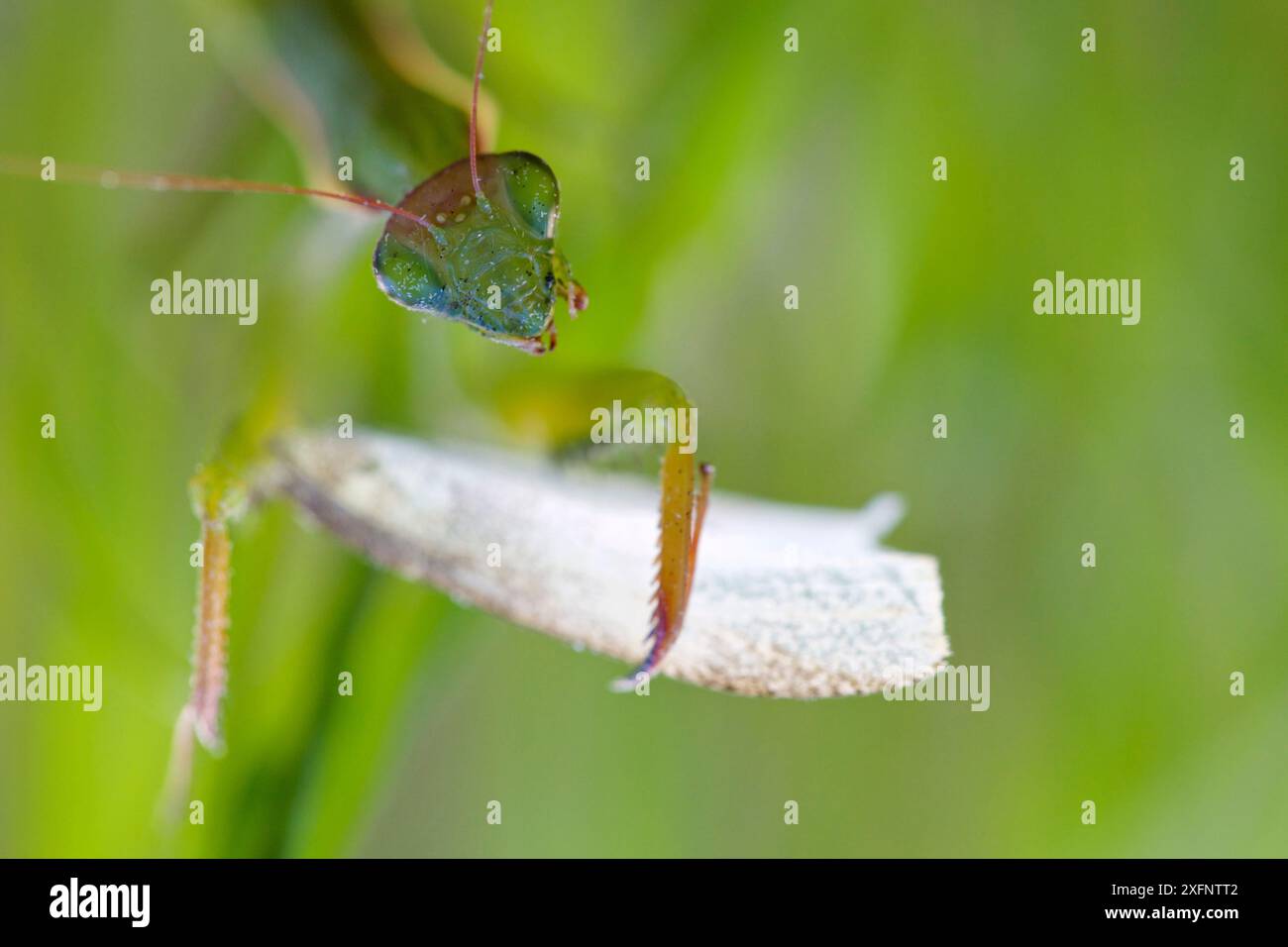 European Praying mantis (Mantis religiosa), with a Prey White Butterfly (Leptidea sp.), Isere, Francia, ottobre. Foto Stock