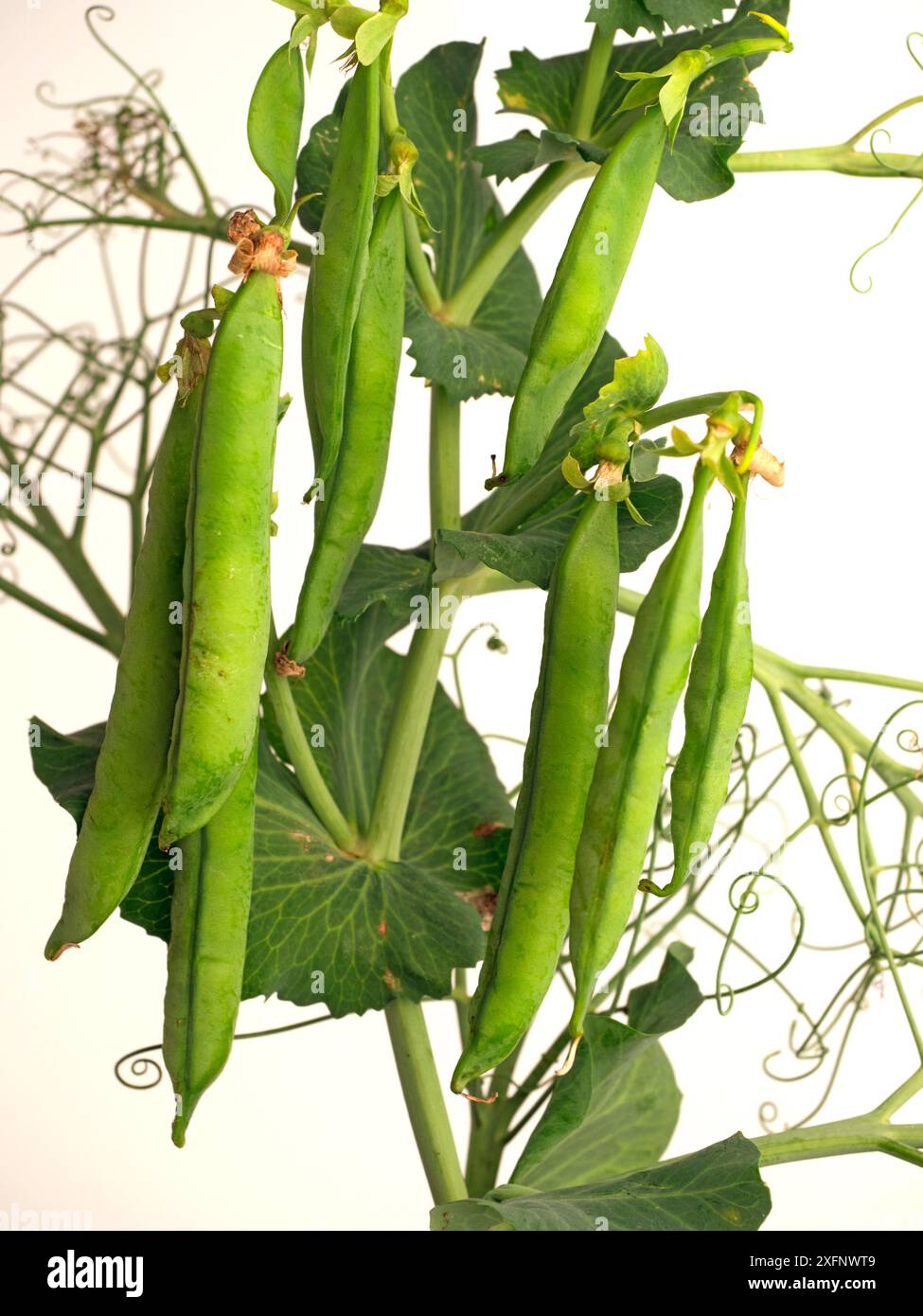 Cialda di pisello (Pisum sativum) pronta per la raccolta, su sfondo crema. Inghilterra, Regno Unito. Foto Stock