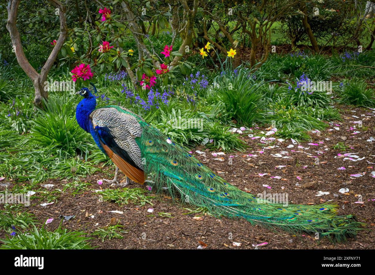 Peacock, Beacon Hill Park, Victoria, Vancouver Island, British Columbia, Canada Foto Stock