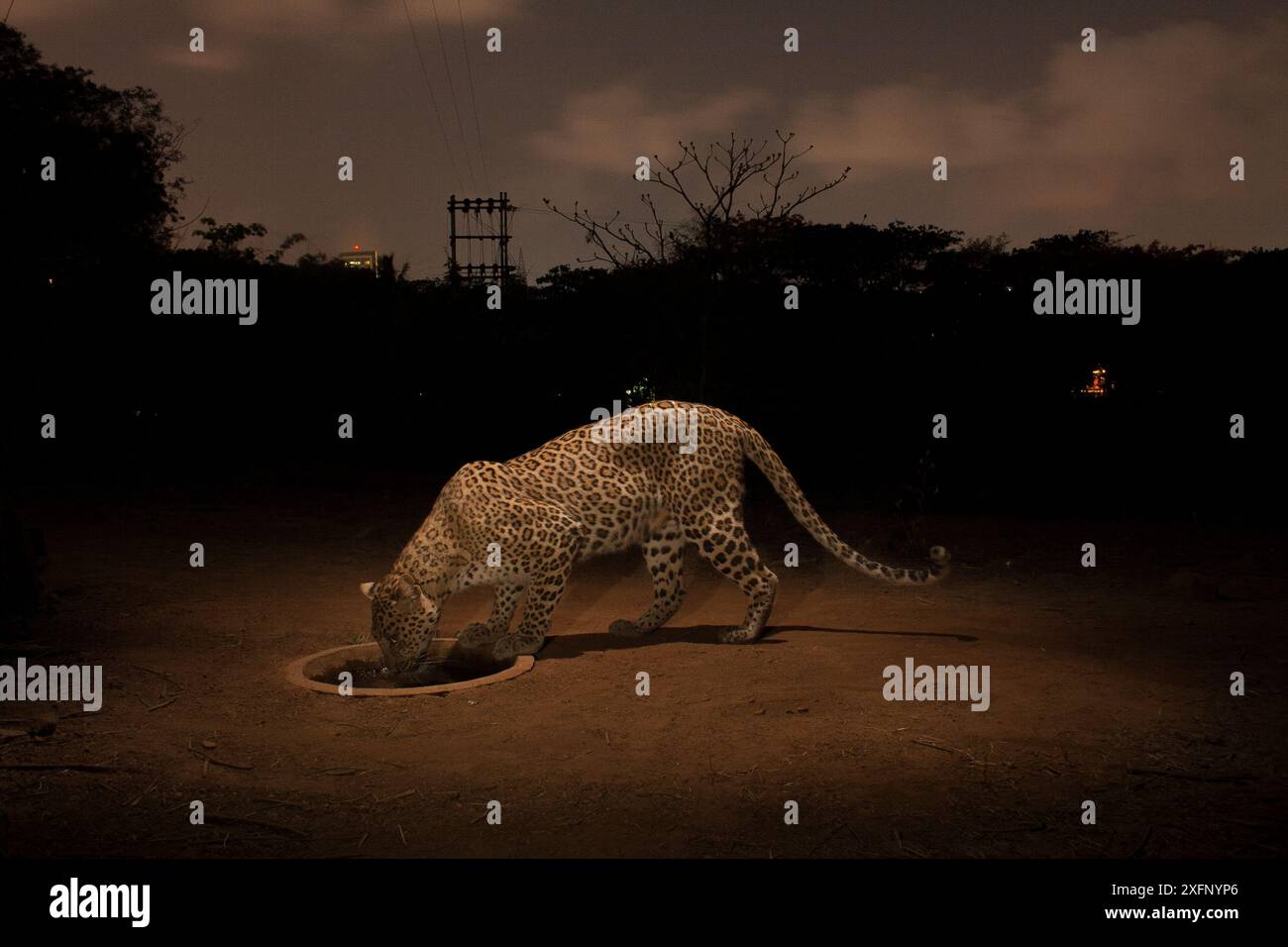 Leopardo (Panthera pardus fusca) alla sorgente artificiale di notte. Aarey Milk Colony nella zona cuscinetto non ufficiale del Parco Nazionale di Sanjay Gandhi, Mumbai, India. Gennaio 2016 Foto Stock