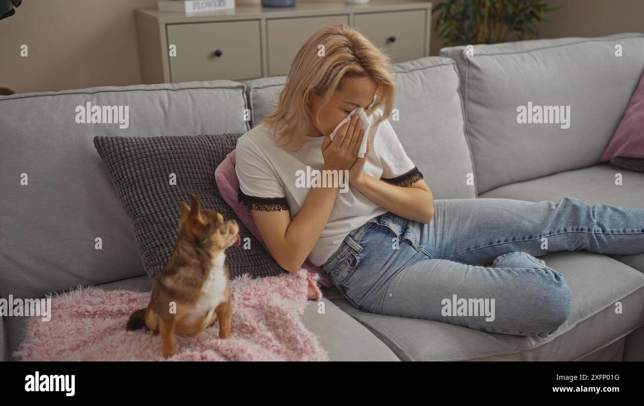 Giovane donna bionda caucasica starnutisce in un soggiorno con un cane chihuahua sul divano dell'appartamento Foto Stock