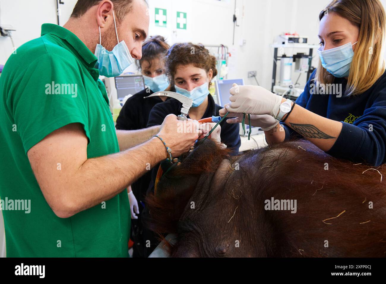Veterinario trattamento di un'infezione polmonare su una femmina Orangutan (Pongo pygmaeus) sotto anestesia, Beauval Zoo, Francia, ottobre 2017. Foto Stock Veterinario trattamento di un'infezione polmonare su una femmina Orangutan (Pongo pygmaeus) sotto anestesia, Beauval Zoo, Francia, ottobre 2017. Foto Stock