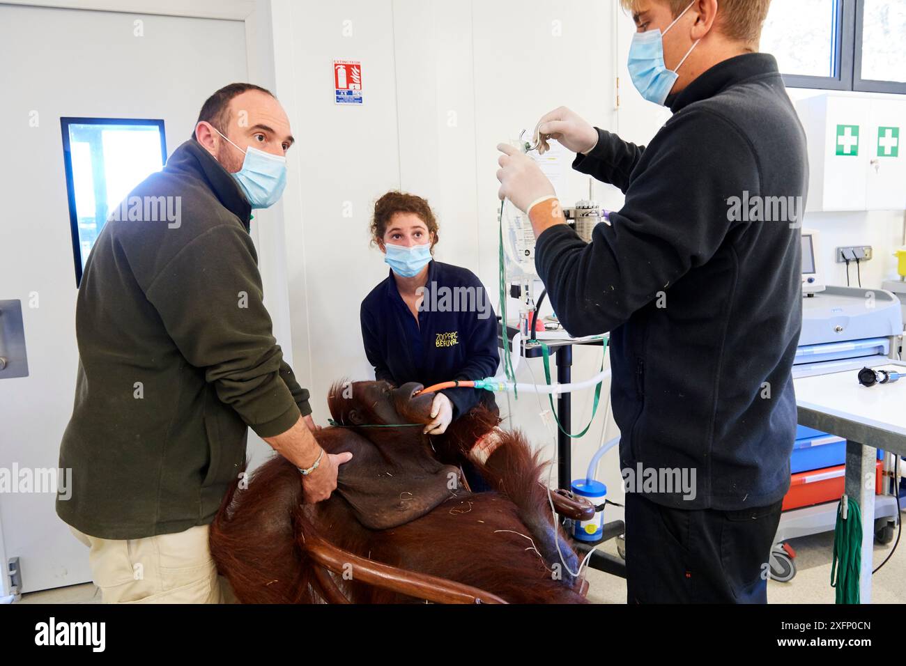 Veterinario che effettua un'infusione endovenosa per Orangutan femminile (Pongo pygmaeus) sotto anestesia, prima di una scansione con uno scanner MRI, Beauval Zoo, Francia, ottobre 2017. Foto Stock