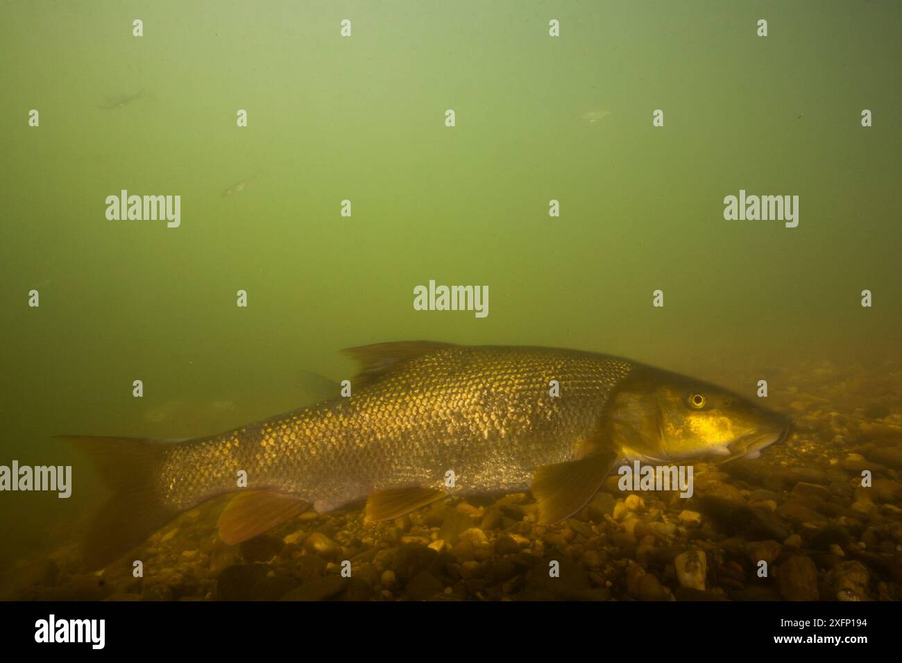 Barbel (Barbus Barbus) fiume Tarn, Francia, giugno. Foto Stock