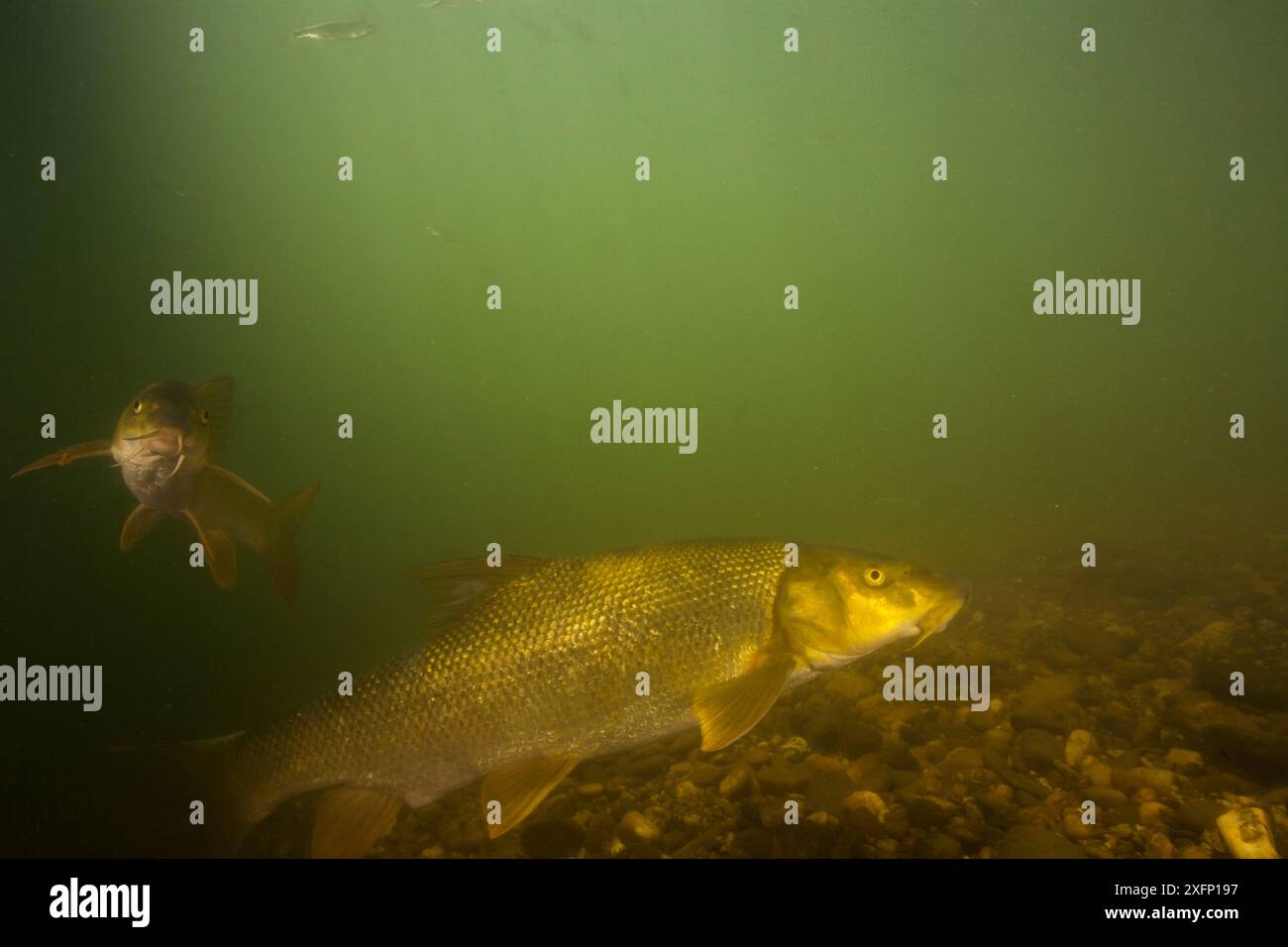 Barbel (Barbus Barbus) fiume Tarn, Francia, giugno. Foto Stock