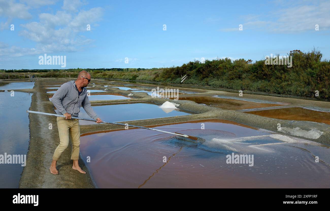 Uomo che raccoglie il sale dal laghetto di evaporazione del sale, l'Ile d'Olonne, Vendee, Francia, luglio. Foto Stock