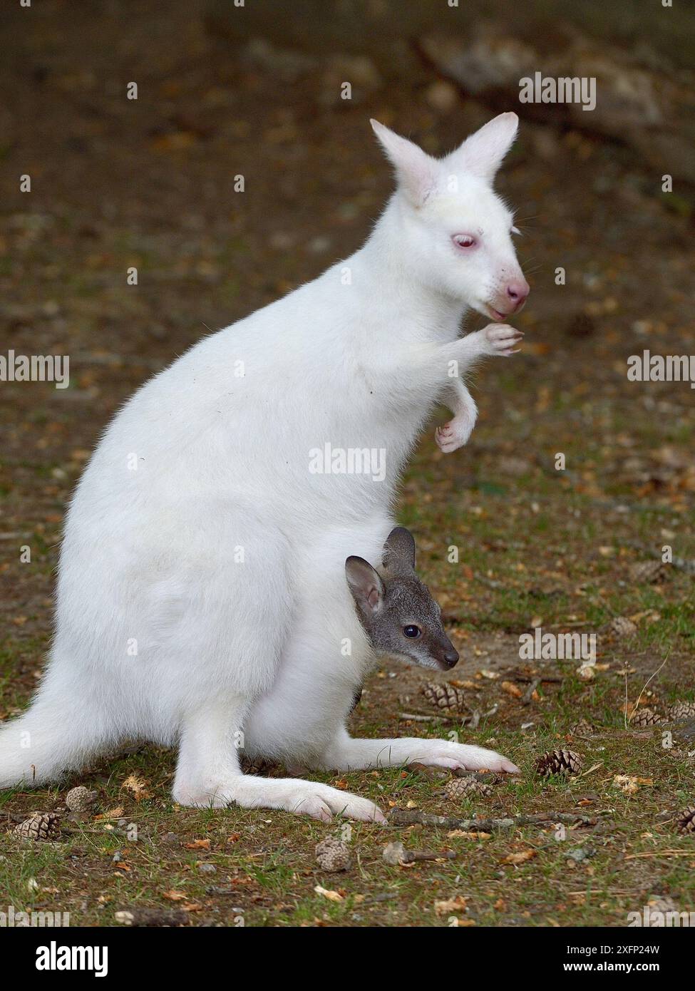 Albino Rosso - wallaby dal collo nudo (Macropus rufogriseus) con joey nella sua busta, Parc de Branfere, Morbihan, Francia. Luglio. Foto Stock