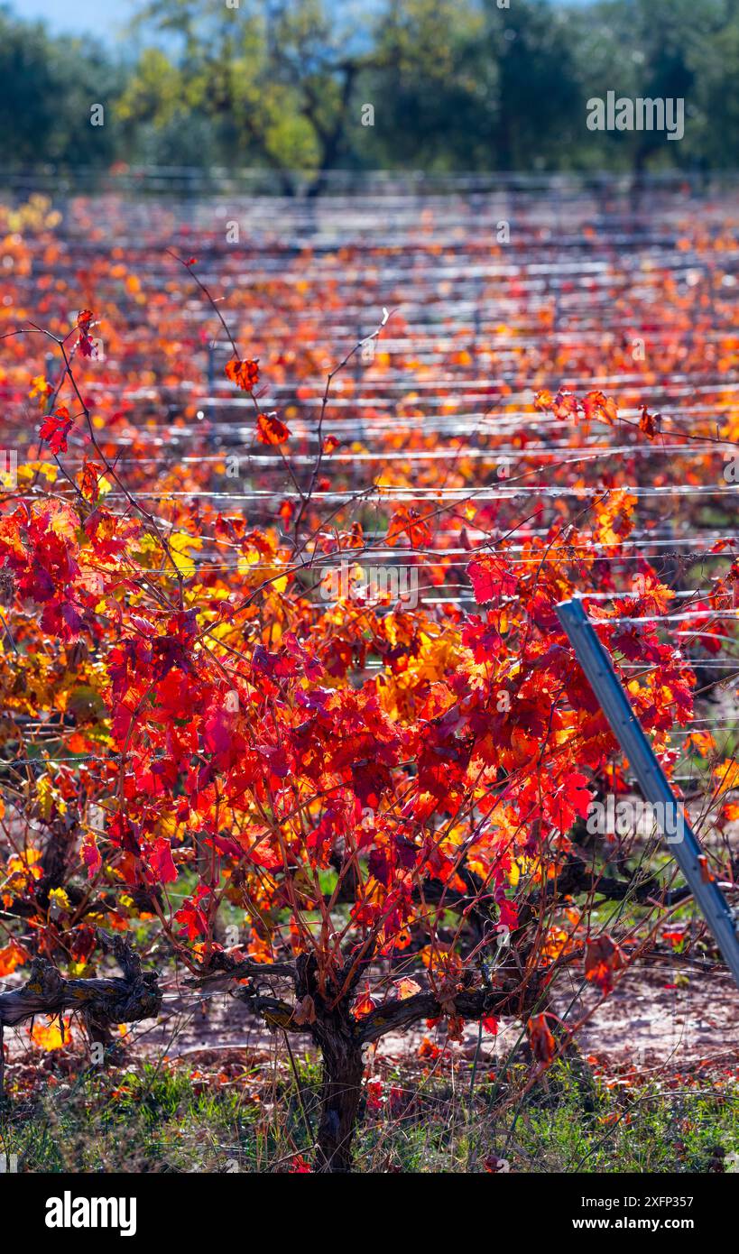 Vigneto con foglie colorate in autunno, Lleida, Catalogna, Spagna, novembre. Foto Stock