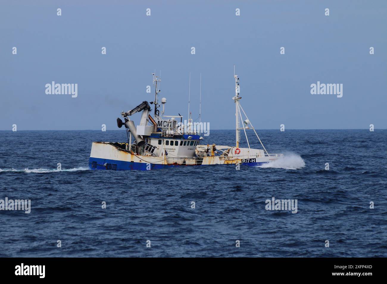 Imbarcazione norvegese per aringhe "scombrus" con catture pesanti a bordo diretta al porto. Mare del Nord. Giugno 2016. Foto Stock