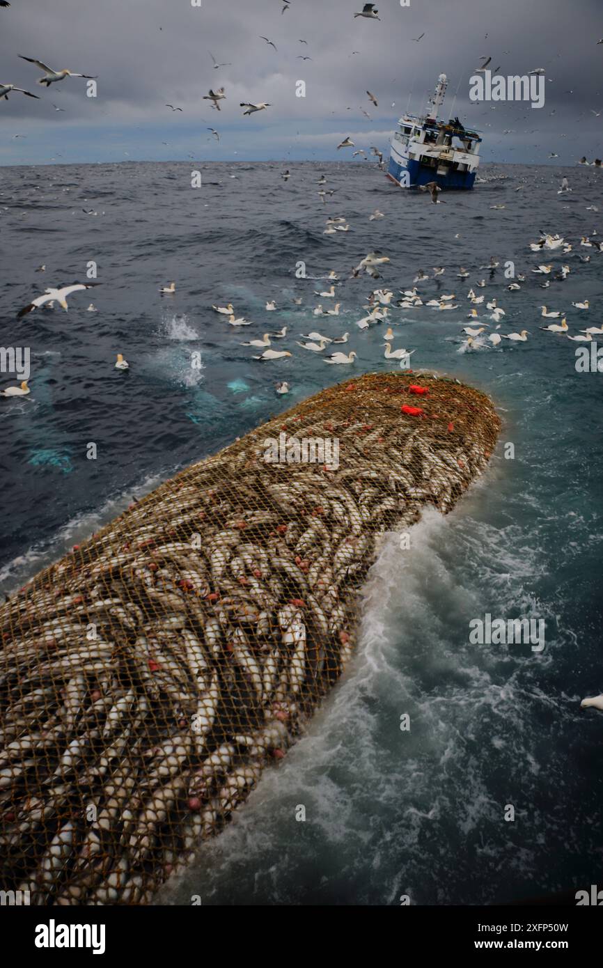 Nave da pesca "Harvester" che trasporta reti da traino con tramoggia di roccia riempite di merluzzo carbonaro (Pollachius virens) con scavo di gannetti (Morus bassanus), Mare del Nord. Marzo 2016. Proprietà rilasciata. Foto Stock