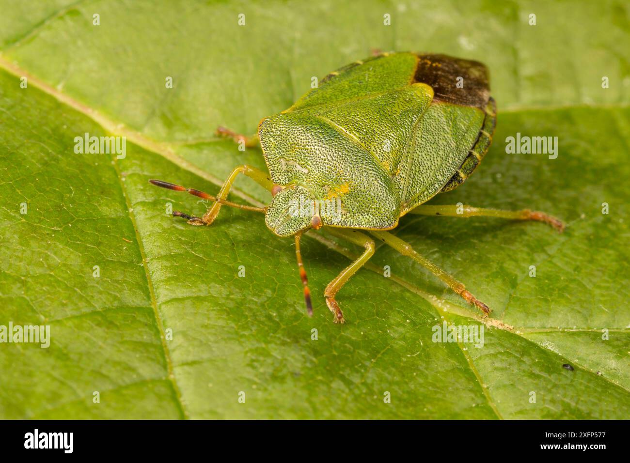 Green Shield bug (Palomena prasina) Catbrook, Monmouthshire, Galles, Regno Unito, maggio Foto Stock