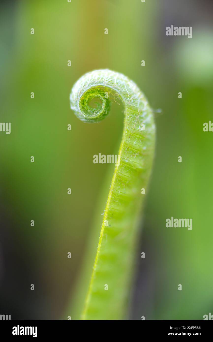 Felce della lingua di Hart (Asplenium scolopendrum) che si apre. Monmouthshire, Galles, Regno Unito. Immagine messa a fuoco impilata. Foto Stock
