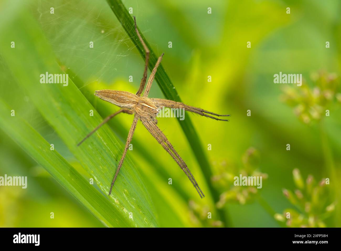 Ragno vivaio (Pisaura mirabilis) che protegge nido di ragni. Tintern, Monmouthshire, Galles, giugno. Immagine messa a fuoco impilata. Foto Stock