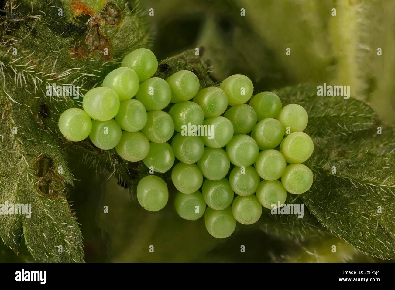 Uova di cimice verde (Palomena prasina) su foglia di Ombellifer, Catbrook, Monmouthshire, Galles, Regno Unito, maggio. Immagine messa a fuoco impilata. Foto Stock