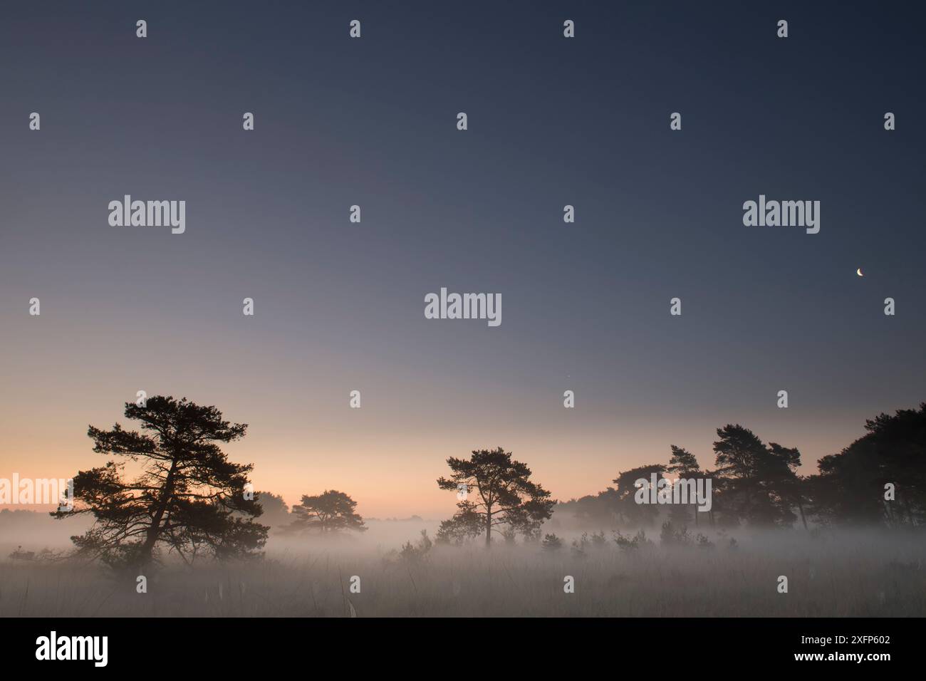 Pini scozzesi (Pinus sylvestris) in nebbia all'alba, Klein Schietveld, Brasschaat, Belgio, giugno 2017. Foto Stock