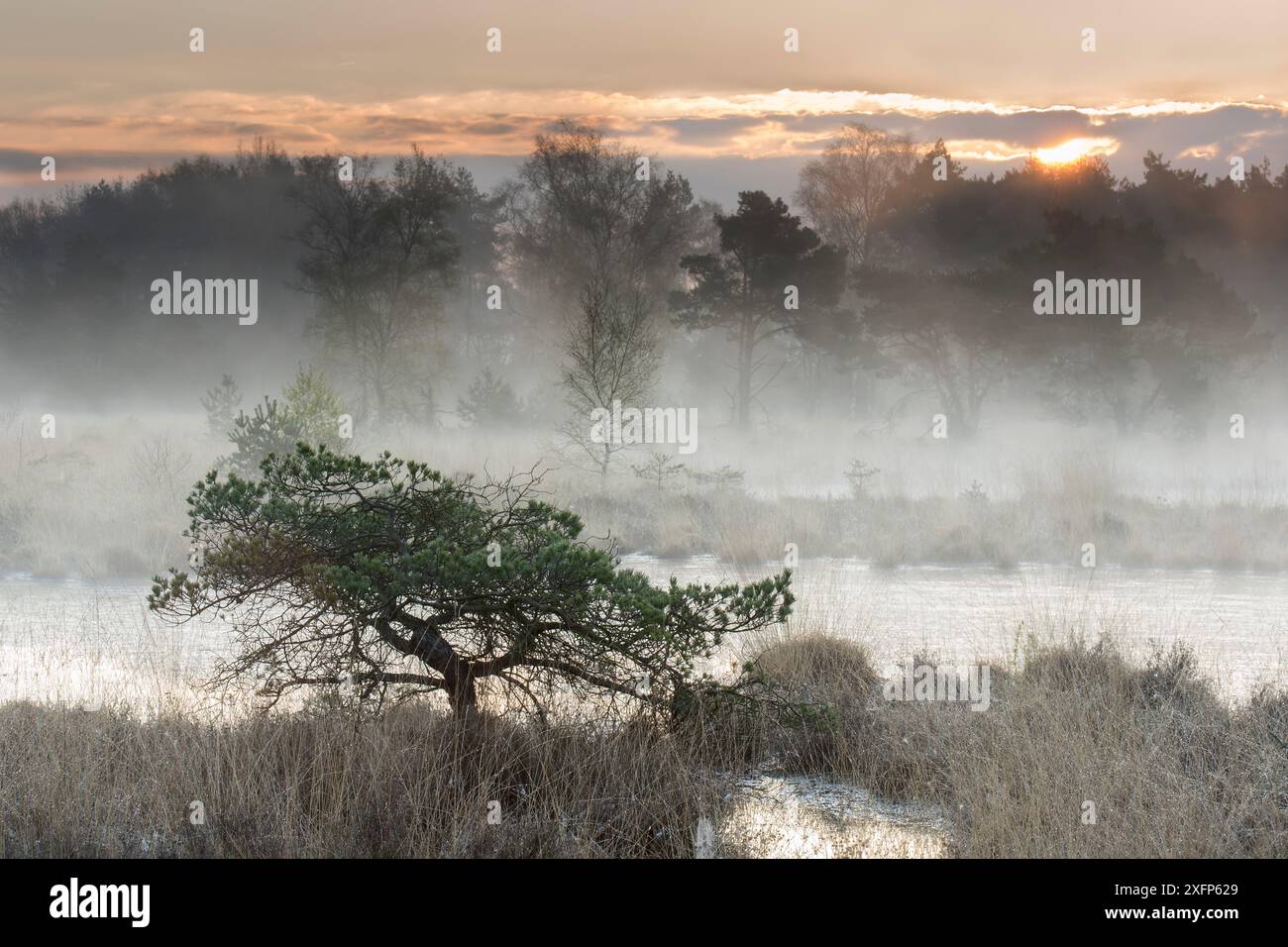 Pino scozzese (Pinus sylvestris) in nebbia, Klein Schietveld, Brasschaat, Belgio, aprile 2017. Foto Stock