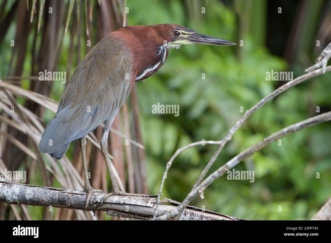 Erone tigre rufescente (Tigrisoma lineatum) Parco Nazionale Madidi, Bolivia Foto Stock